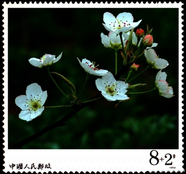 简阳东溪镇--梨花沟7.jpg