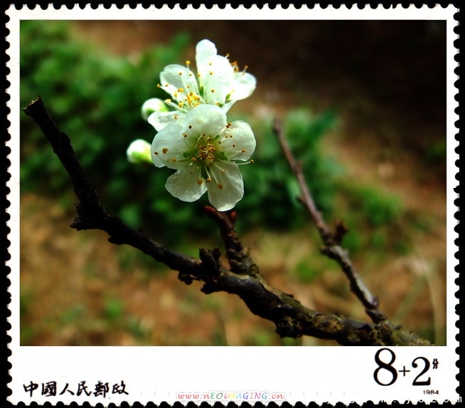 李子花开2.jpg