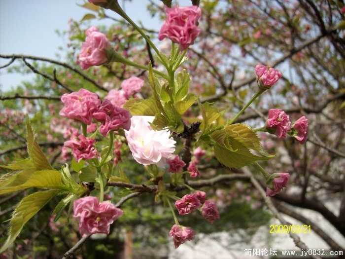 SANY0909.JPG