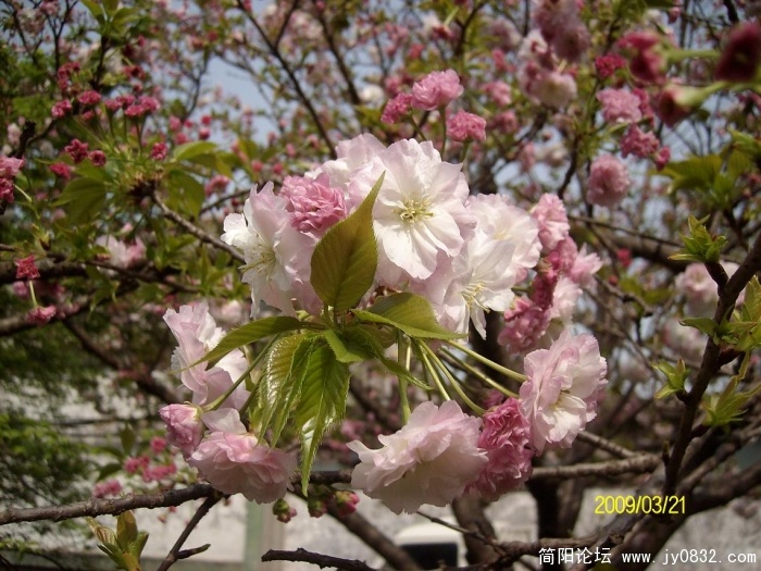 SANY0907.JPG