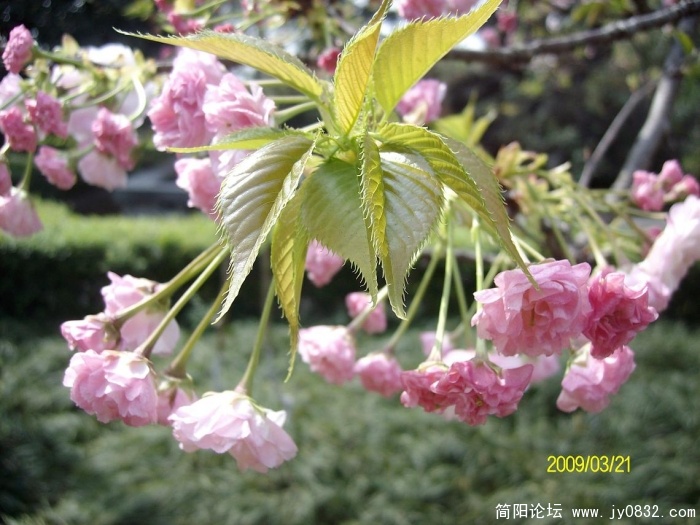 SANY0912.JPG
