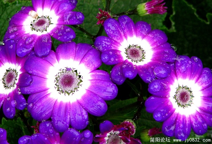 春天的花儿 (6).JPG