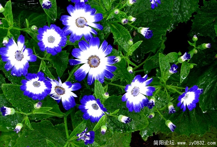 春天的花儿 (3).JPG