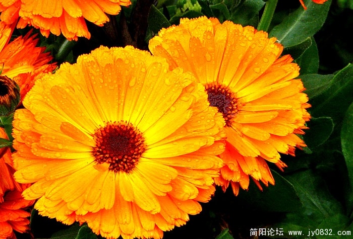 春天的花儿 (2).JPG
