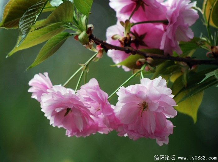 樱5.jpg