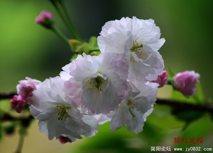 樱2.jpg