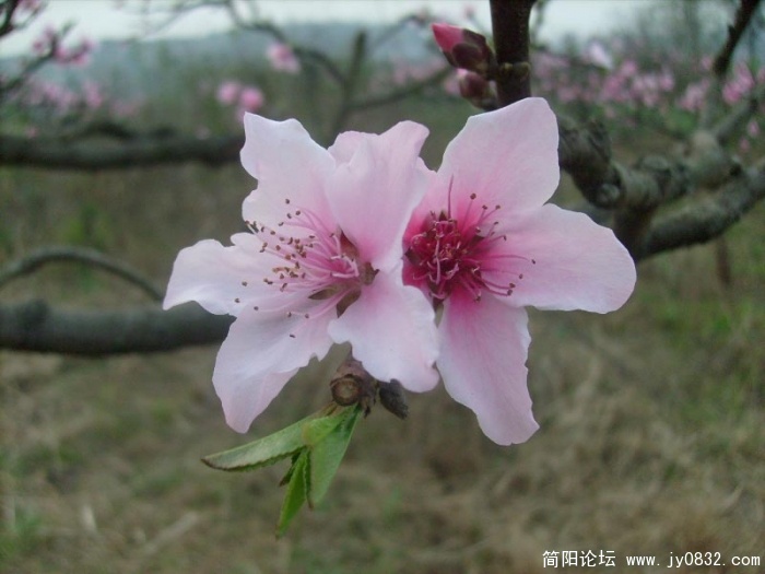 S7307266.jpg