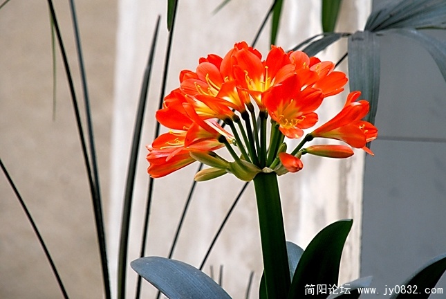 DSC_0310a.jpg