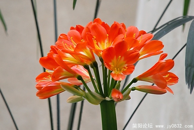 DSC_0312a.jpg