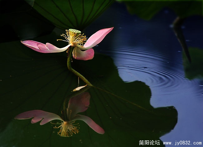 荷之舞7.jpg