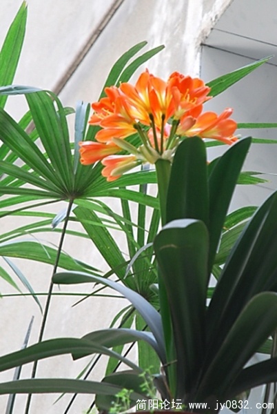 DSC_0315a.jpg
