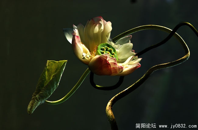 荷之舞.jpg