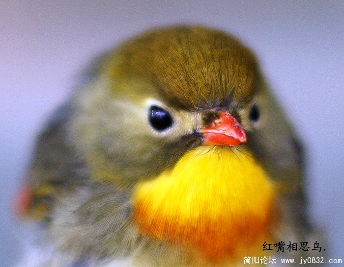 相思鸟..jpg