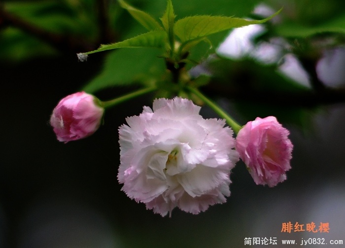 樱6.jpg