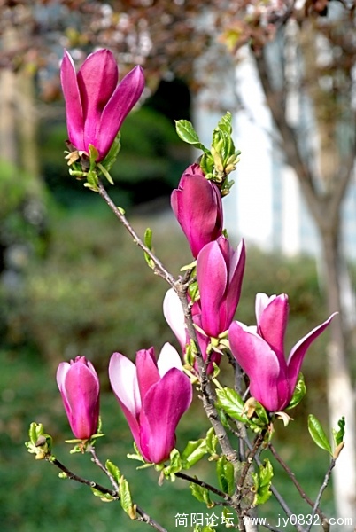 DSC_0240.JPG