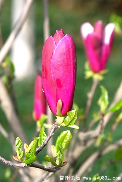 DSC_0239.JPG