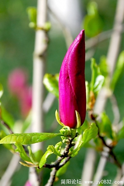DSC_0242.JPG