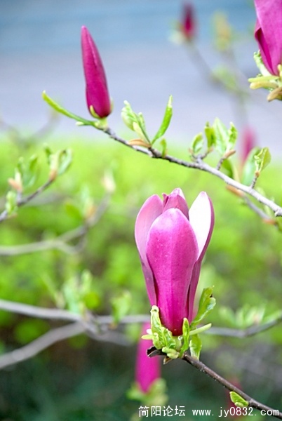 DSC_0238.JPG