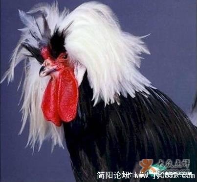 漂亮的鸡5.jpg