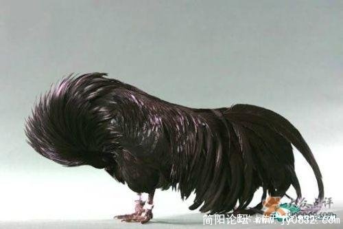 漂亮的鸡3.jpg