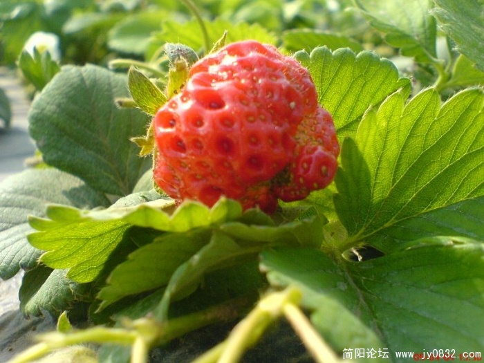 DSC04600.JPG