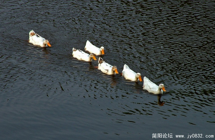 巡游  2 X.jpg