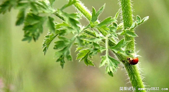 20090405_f19841cd29718602897dqMVwjtfNWCJM.jpg
