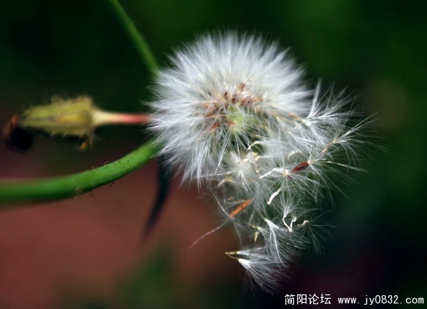 花 (11).jpg