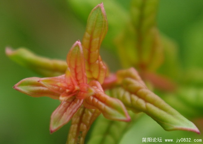新花 (23).jpg