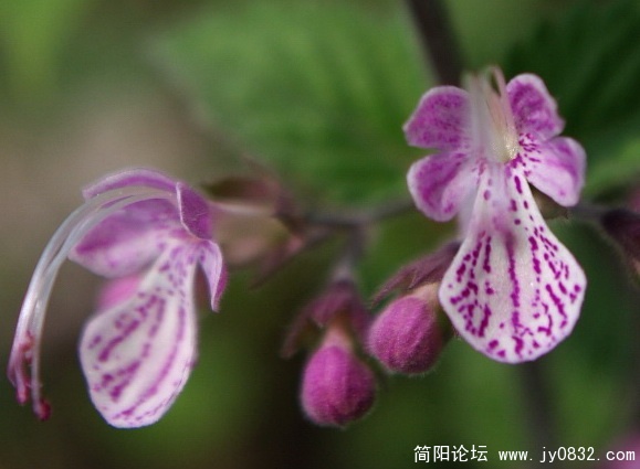 新花 (32).jpg