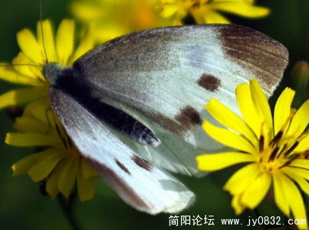新花 (31).jpg