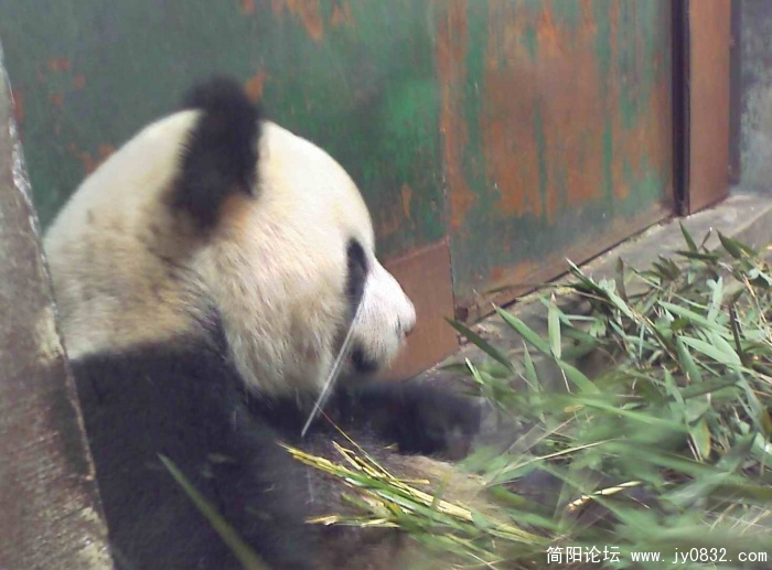 吃竹子就象撕甘庶