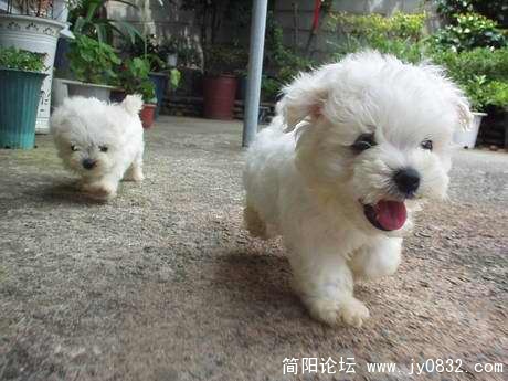 追随.jpg