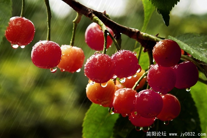 雨中的樱桃.jpg