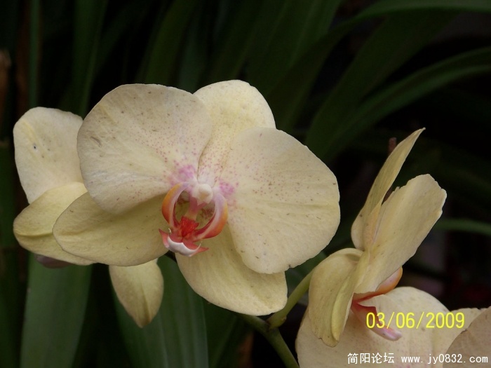 2009年云南旅游 022 (16).jpg