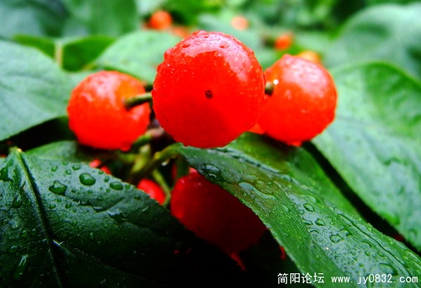 樱桃红了11.jpg