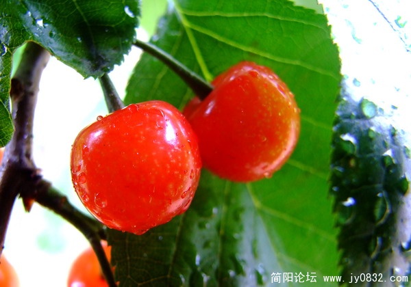 樱桃红了4.jpg