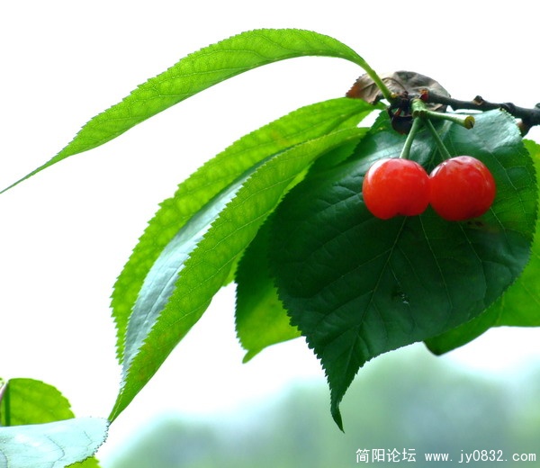 樱桃红了1.jpg