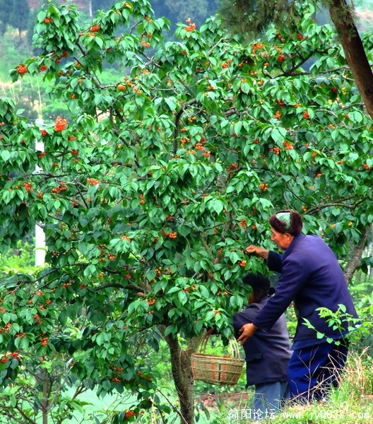 简阳樱桃沟4.jpg