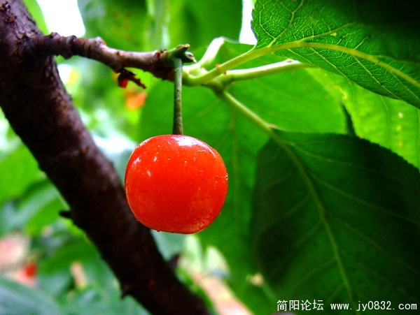 樱桃红了10.jpg