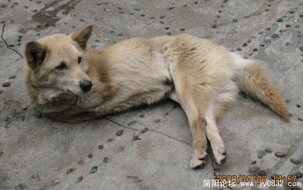 没有前脚的狗