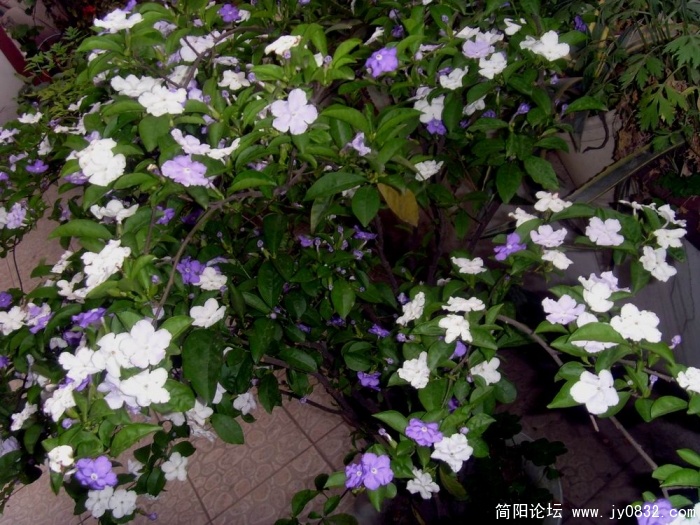 S73R3424.JPG