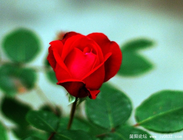 月季,1.jpg