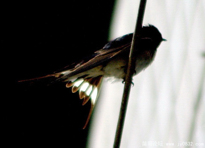 长焦 (11).jpg