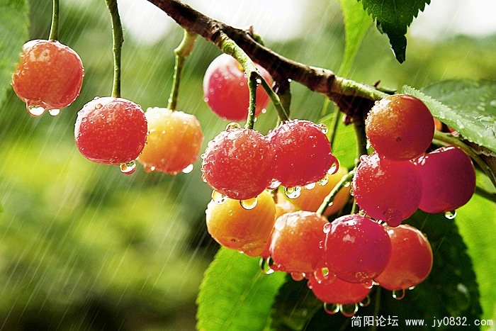 雨中的樱桃.jpg