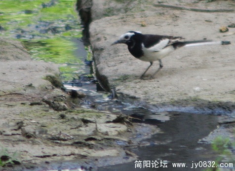 长焦 (14).jpg