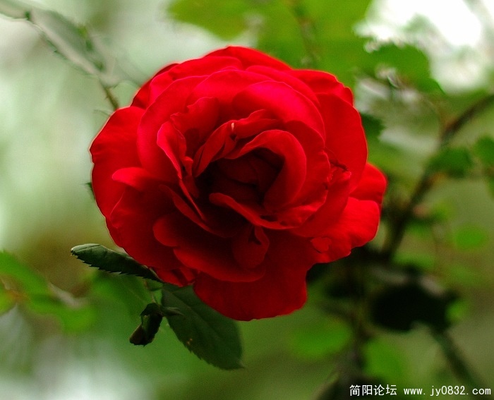 月季,5.jpg