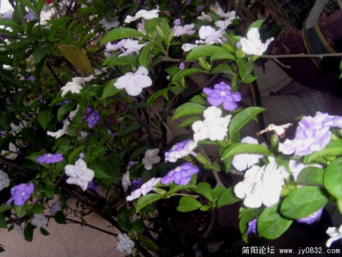 S73R3425.JPG
