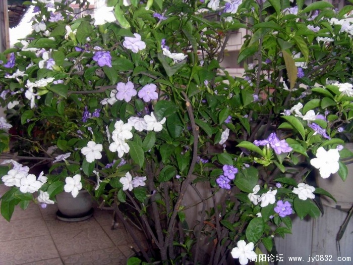 S73R3426.JPG