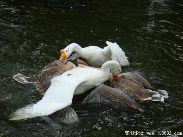 相煎何太急.JPG